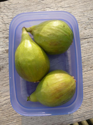 Dottato-Breba.jpg