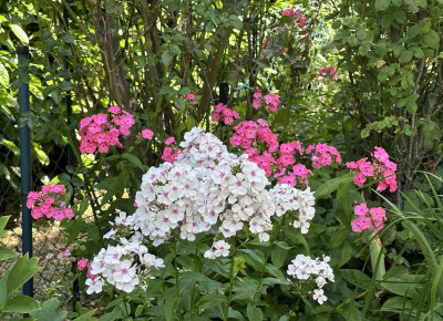 IMG_7374.jpeg