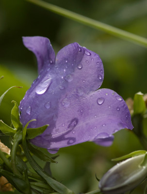Glockenblume-mit-Ornament80.jpg