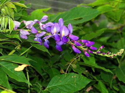 Wisteria_-Terasse.jpg