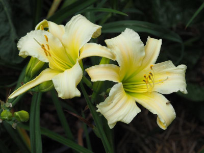 Berleyer Querkopf P7210002.JPG