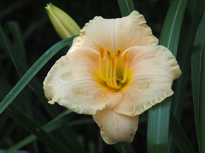 Crystal Cameo 1985 Steinborn P7230009.JPG