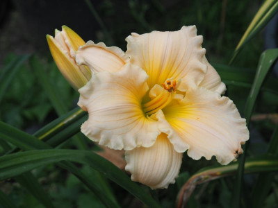 Fairy Tale Pink 1980 Pierce Stout Medal 1990 P7100009.JPG