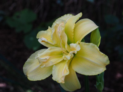 Green Lips 2018 Christel Wölker  P7060001.JPG