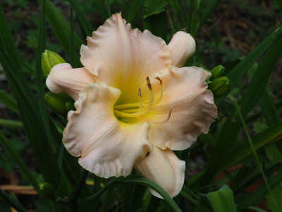 Mariolas Traum 2008 Kaiser P7030023.JPG