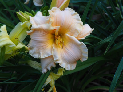 Newberry Borowed Time 1992 Rushing P7040021.JPG