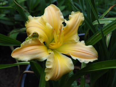 Texas Beautiful Bouquet 2007 Bomar  P7060010.JPG