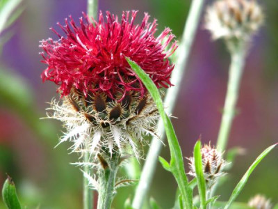 centaurea1.jpg