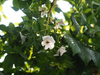 Clematis viticella 'Alba Luxurians' P7100025.JPG