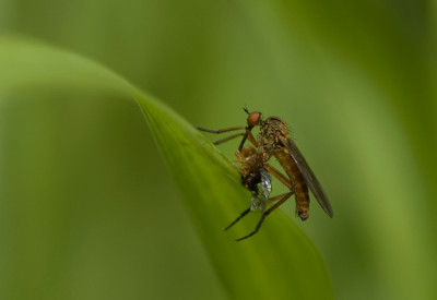 Fiese-Fliege-80.jpg