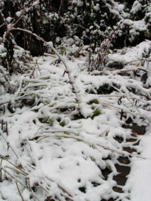 Stauden_im_Schnee.jpg