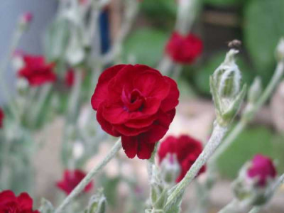silena_coronaria_blute.jpg