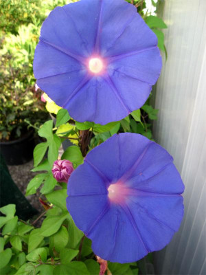 Ipomoea-indica-EG.jpg