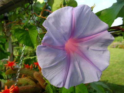 Ipomoea-learii-'Edith-Piaf'.jpg