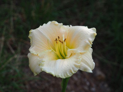 Monica Marie P7110006.JPG