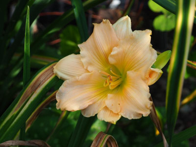 Fairy Tale Pink P7110011.JPG