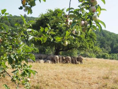 Schafe auf der Streuobstwiese P7110013.JPG
