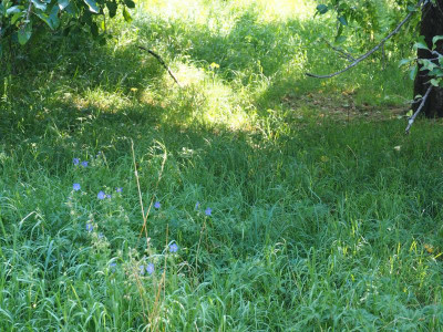 Wiesen-Storchschnabel in der Wiese P7110019.JPG