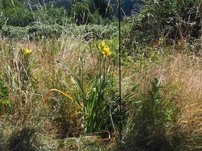 gelbe lilienblütige Taglilien P7110023.JPG