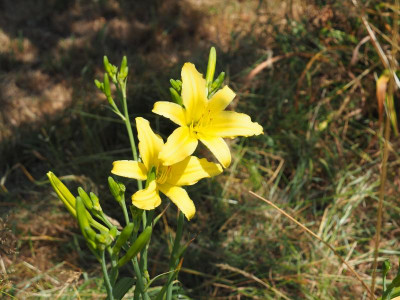 Hyperion 1924 Mead P7110024.JPG