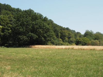 Wiese - so siehts aus P7110027.JPG