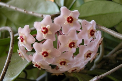 hoya_carnosa.jpg