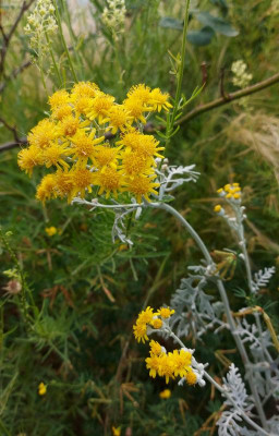 20230710_225001 Senecio cineraria.jpg
