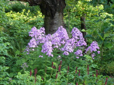 2023-07-11 Phlox 'Henki' 1.jpg