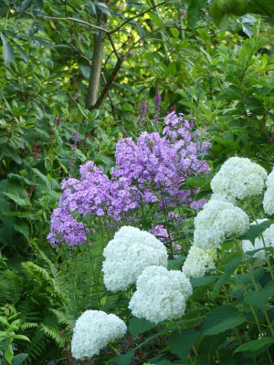 2023-07-11 Phlox 'Henki' 2.jpg