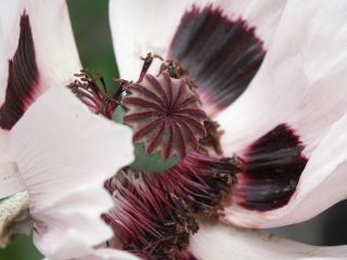 papaver_orientale_0805.jpg