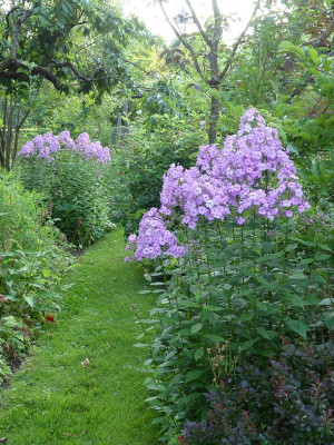 2023-07-11 Phlox 'Henki' 3.jpg