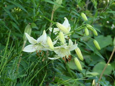 2023-07-11 Lilium 'Sweet Surrender' 1.jpg
