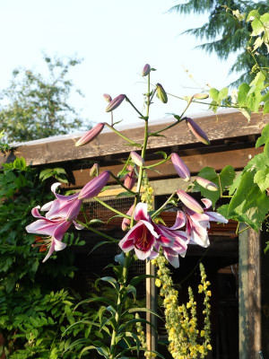 2023-07-11 Lilium.jpg