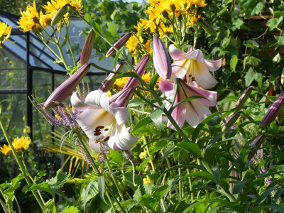 2023-07-11 Lilium 2.jpg