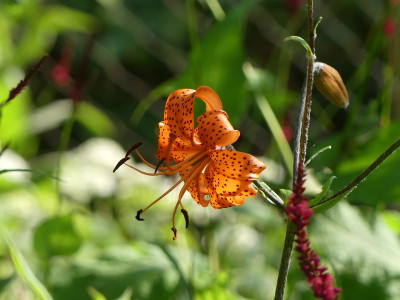 2023-07-10 Lilium tigrinum 1.jpg