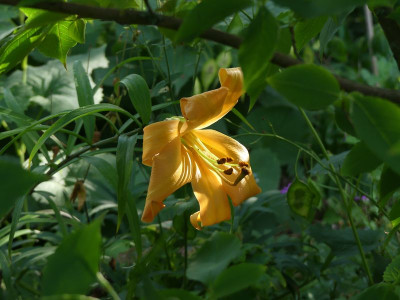 2023-07-10 Lilium 3.jpg