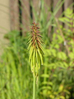 2023-07-10 Kniphofia rufa 'Rasta'.jpg