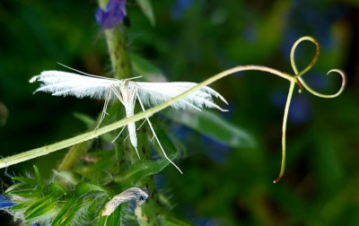 20230710_224016 Pterophorus pentadactyla.jpg