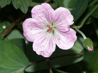 Mavis_Simpson_0802.jpg