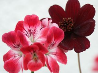 Schokoladenblume_m._Pathons_Unique_0801.jpg