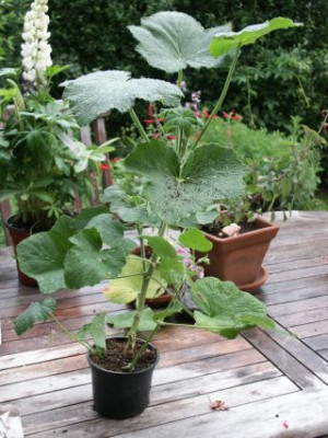 papilionaceum_0801.jpg
