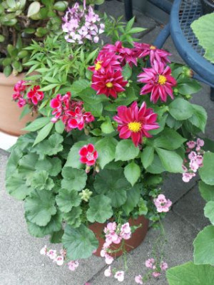 Pelargonientopf_0801.jpg