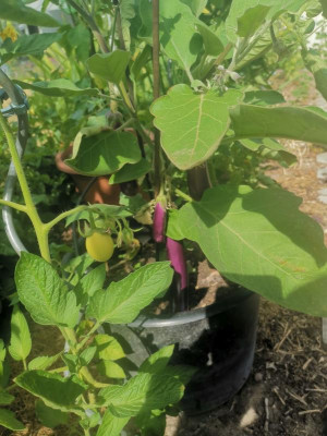 Aubergine_20230712.jpg