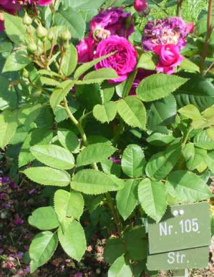BBB_2009_Nr105.JPG