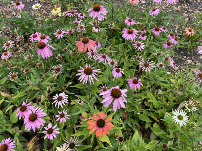 Echinacea purpurea Juli 2023.jpg