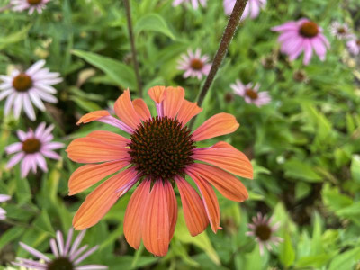 Echinacea oranjeroze Juli 2023.jpg