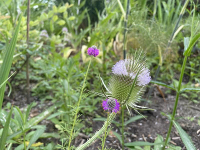 Dalea purpurea Dipsacus fullonum Juli 2023.jpg