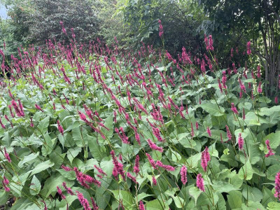 Persicaria amplecicaulis  rood Juli 2023.jpg