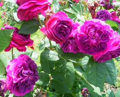 BBB_2009_Nr105_03.JPG
