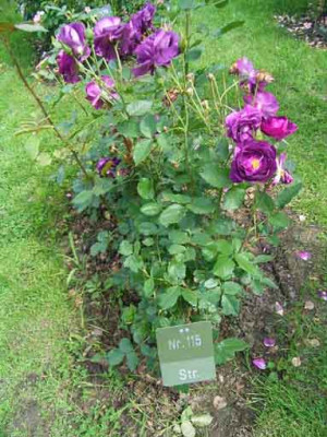 BBB_2009_Nr115.JPG